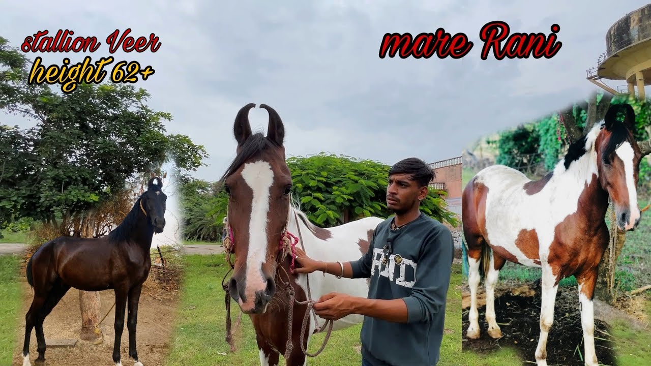 Mare Rani बाहुबली ghode का नायाब result stallion Veer || mare Rani ||best horse ...