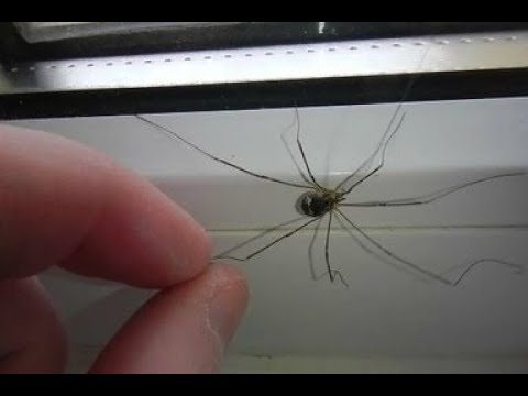 Почему не стоит трогать "пауков" в доме, даже если они вам неприятны