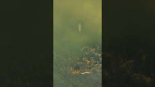 More #carp #fish #fishing #freshwaterfish #carpfishing #bigcarp #drone #hindersbait #angling #carps