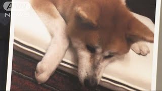 ザギトワ選手の愛犬「マサル」に“特別”プレゼント(18/10/04) ザギトワ 検索動画27 ザギトワ選手の愛犬「マサル」に“特別”プレゼント(18/10/04) ザギトワ 検索動画 27