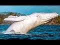 An Ultra Rare Albino Humpback Whale Came To Sight At Australian Coast