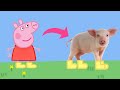 Real life peppa pig episode