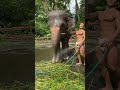 Tarzan and Elephant 🐘