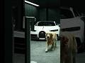 How a dog bypassed the $9M vault