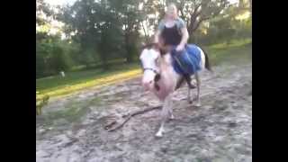 Me ( Katy ) On Dakota doing English Flat Work