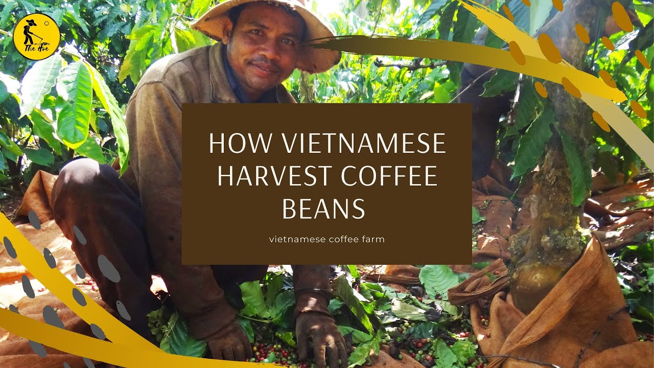 Enjoy harvesting coffee bean Vietnamese coffee beans The hoe YouTube