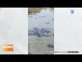 VIRAL: Tortugas solidarias 🐢 salvan a una compañera que se había quedado boca arriba en el agua