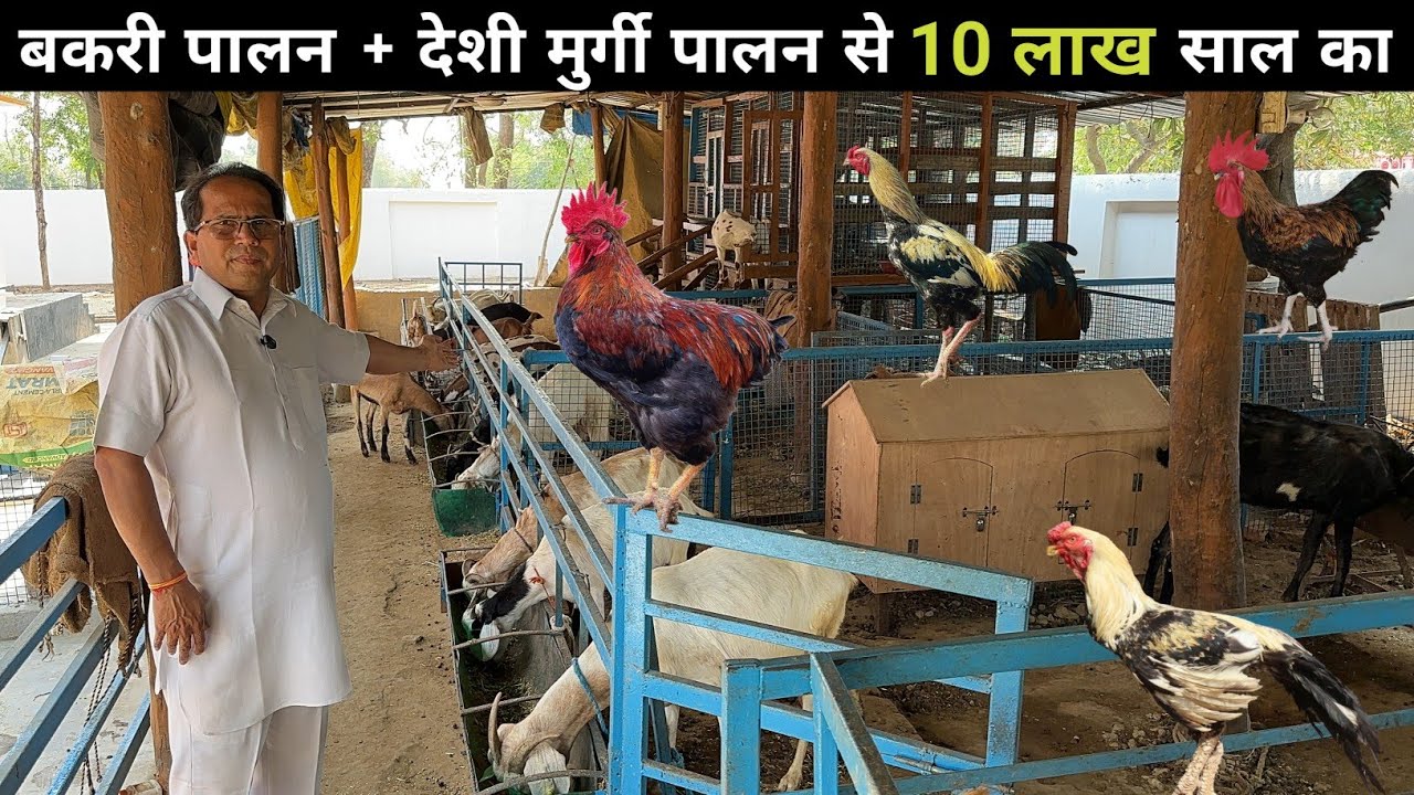 ऐसा अनोखा बकरी + देशी मुर्गी फार्म आपने देखा नहीं होगा | Goat Farming | Desi Poultry Farming