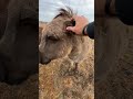 Rescue Donkey FINALLY lets us pet him!