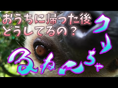 ASMR　咀嚼音　ナマケモノの帰宅＆夜ごはん　クリちゃんねる　A Sloth goes home and eats dinner