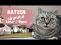 Katzen sinnvoll beschäftigen - 6 Ideen 💡