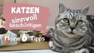 Katzen sinnvoll beschäftigen - 6 Ideen 💡