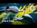 Live shark cam  monterey bay aquarium