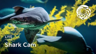 Live Shark Cam - Monterey Bay Aquarium