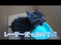 サーキットにいた子猫 逃げ足が速かった【脱走編】