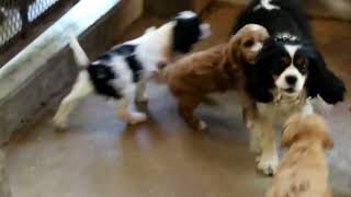 Cavapoo Puppies For Sale by Greenfield Puppies 112 views 2 days ago 41 seconds