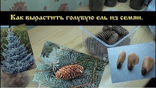 видео Как вырастить ель из семян в домашних условиях?