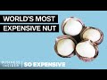 Why Macadamia Nuts Are So Expensive | So Expensive