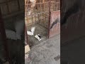 🔥🔥#pigeon #lover #shorts #viralreels #viralvideo #trending #ytshorts #happiness
