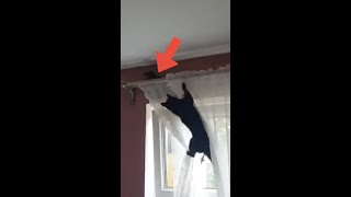 Woman's cat GOING AFTER bird that makes it in the house!