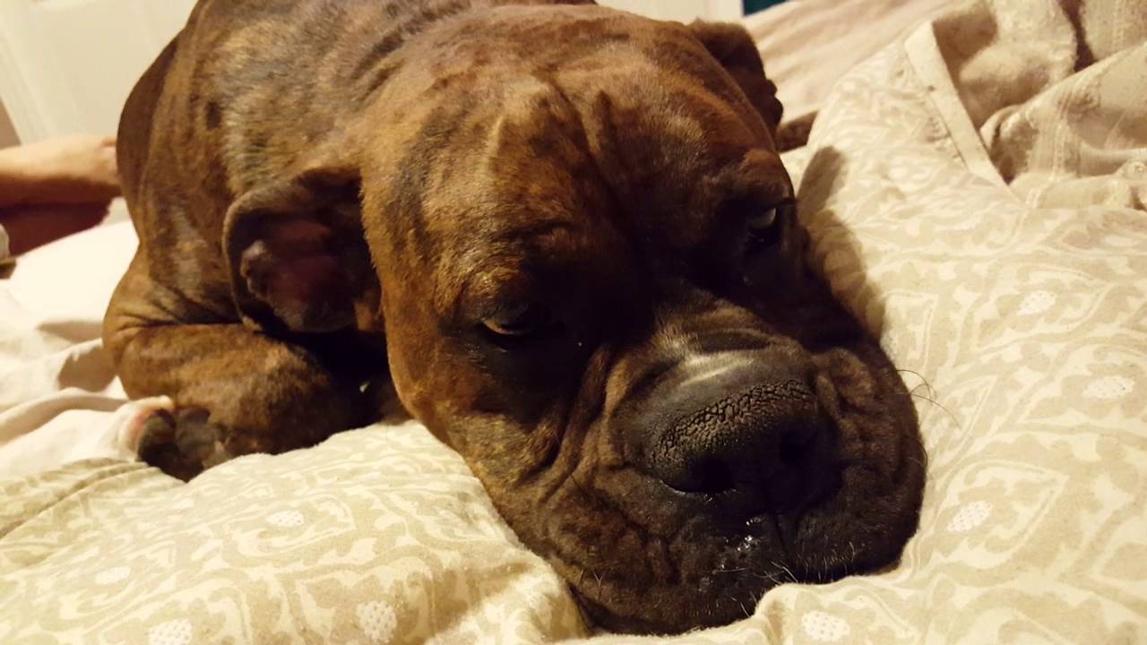 Funny boxer dogs YouTube