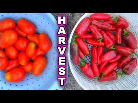 Container Garden Summer Harvest Corn Tomatoes Peppers Cucumbers How to