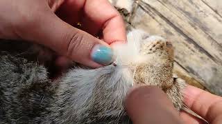 Killing tick fleas and helping my cat