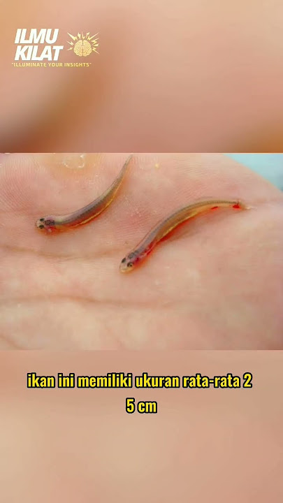 Ikan Yang Masuk Ke Alat Kelamin Pria 😱😱 #shorts