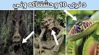 Top 10 Dangerous Trees In The World.