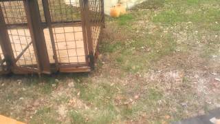 nesting coop boxes chicken