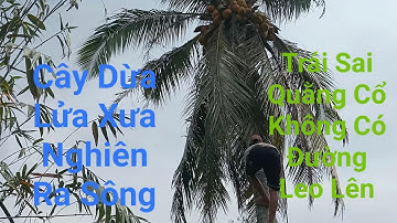 Vua Dừa Miền Tây//vua dừa leo cây dừa xưa lửa nghiên ra sông có nhiều độ khó trái rất sai