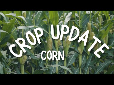 Mid-Season Corn Update 2022