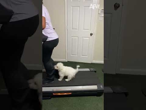 This One Is Going To Be PAW-sitively Fit! ? ? #pets #funny #cat #dog#funnyshorts #afv #funny