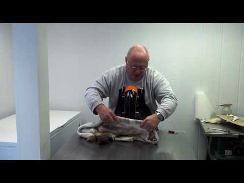 John Griffith Using the S&S Tool Fleshing Machine - Part 1