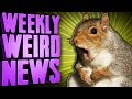 Fugitive Attack Squirrel on Meth FRAMED? - Weekly Weird News