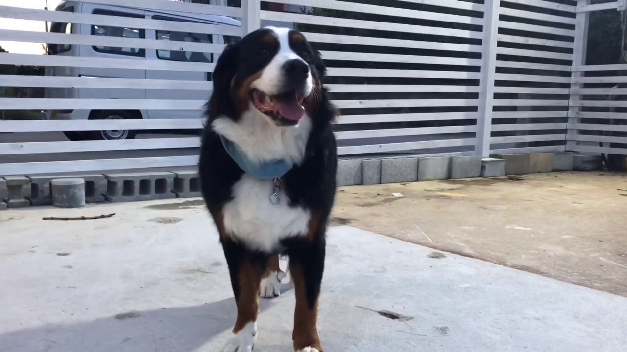 大型犬大集合 もふもふだらけのドッグラン Youtube 大型犬大集合 もふもふだらけのドッグラン Youtube