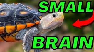 Testing My Turtles’ Intelligence 🎓🐢