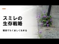 スミレの生存戦略 　スミレは、都会のコンクリートのすき間などで生きています。こんなところにいて、どうやって子孫を増やしているのでしょう？優れた戦略をとっています。