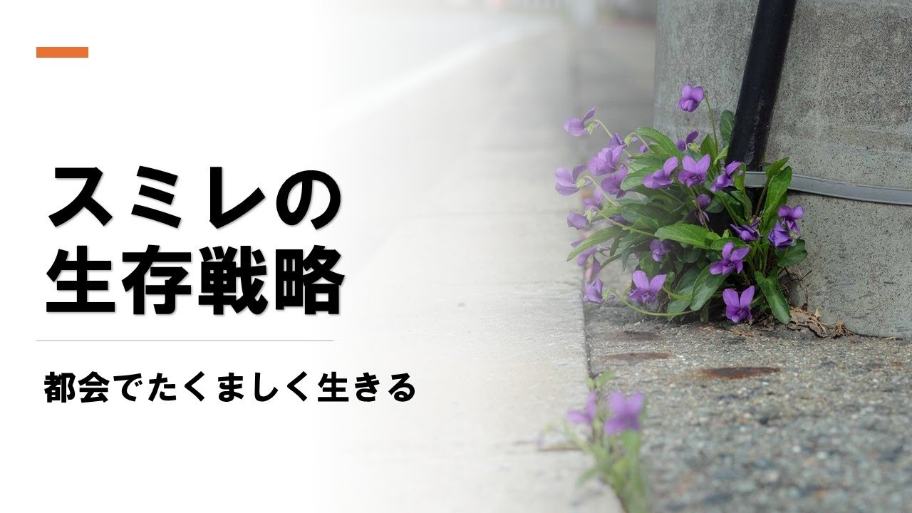 苗木・植木 【スミレさん専用】アジサイ「仮の宿」と㊾「竜宮」を同梱で