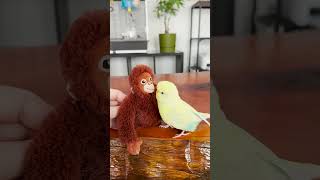 Muhabbet Kuşu Pastel Ve Orangutan #Shorts