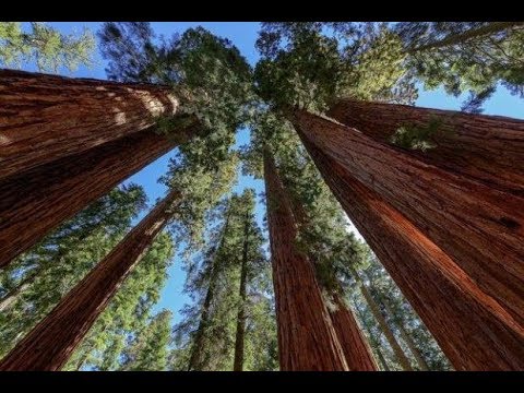 Sequoia National Park. Секвойи, одни из древнейших деревьев на земле.