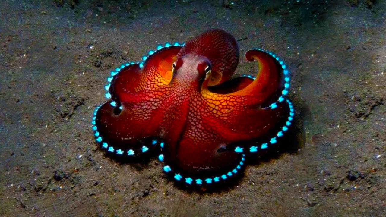 This Octopus Was Guarding Something. When Scientists Saw What It Was