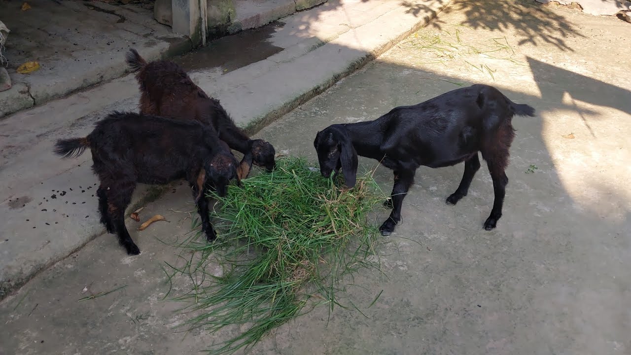 খামারের মধ্যে সবচেয়ে বেশি অগ্রাধিকার দেয়া হয় ওদেরকে ☺️