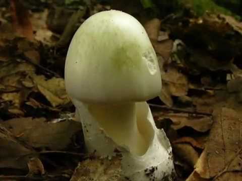 Muchomůrka zelená - Amanita phalloides