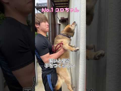 賢い犬は壁に手を付くらしい Shorts Youtube 賢い犬は壁に手を付くらしい Shorts Youtube