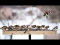 Καρδερίνες στην φύση!! ❤️ (Carduelis Carduelis)