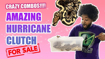 ball python clutch 4 update INSANE HURRICANE CLOWN COMBOS!!