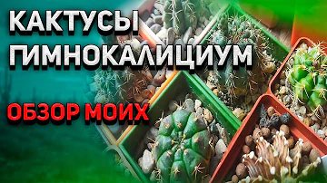 Кактус Гимнокалициум. Gymnocalycium. Обзор моих кактусов. Уход за кактусом.