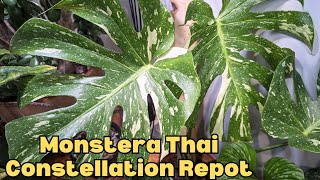 DO this for a LARGER MONSTERA THAI by Everything Plants 4,469 views 3 months ago 12 minutes, 9 seconds