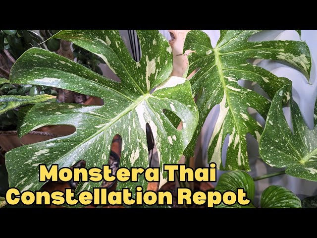 plant pomegranate Wonderful Pomegranate Tree for Sale
